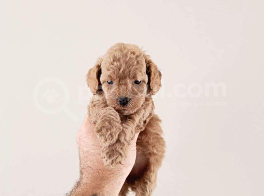 Safkan Toy Poodle Bebekler
