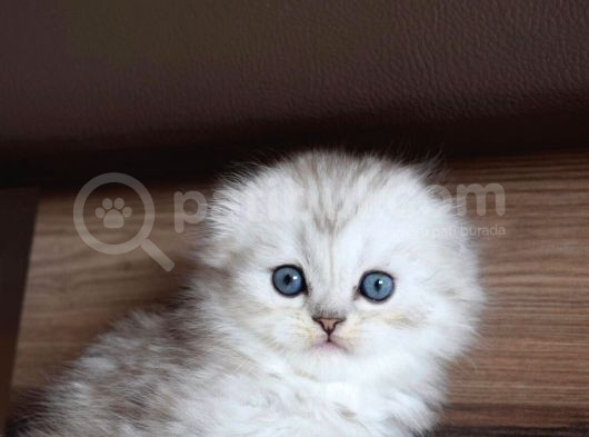 Mavi Gözlü Ve Yeşil Gözlü Scottish Fold Ve British Shorthair görsel