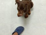 Safkan Doberman Çi̇kolata Vonalp Garanti̇si̇yle
