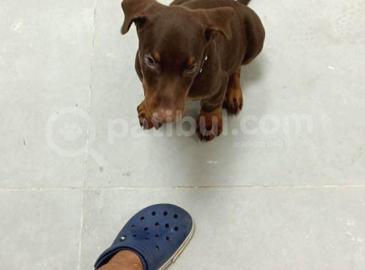Safkan Doberman Çi̇kolata Vonalp Garanti̇si̇yle görsel