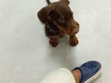 Safkan Doberman Çi̇kolata Vonalp Garanti̇si̇yle