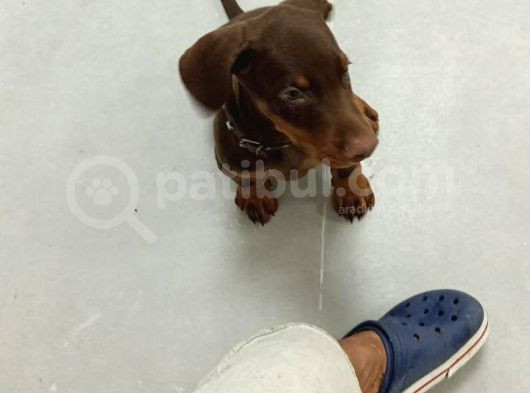 Safkan Doberman Çi̇kolata Vonalp Garanti̇si̇yle görsel