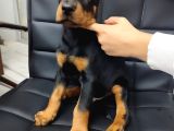 Çiftliğimizden Birbirinden Kaliteli Doberman Yavrularımız