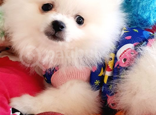 Secereli Teacup Pomeranian Yavrumuz görsel