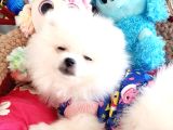Secereli Teacup Pomeranian Yavrumuz