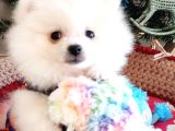 Secereli Teacup Pomeranian Yavrumuz