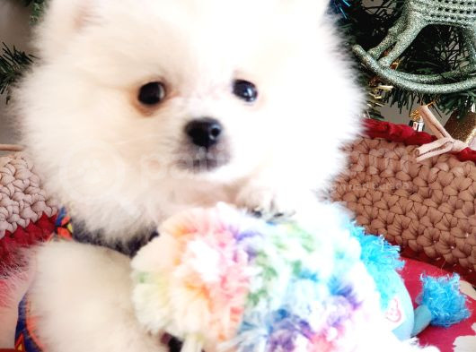 Secereli Teacup Pomeranian Yavrumuz görsel