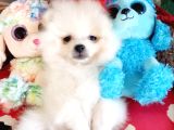 Secereli Teacup Pomeranian Yavrumuz