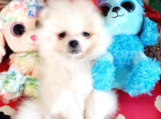 Secereli Teacup Pomeranian Yavrumuz görsel