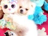 Secereli Teacup Pomeranian Yavrumuz