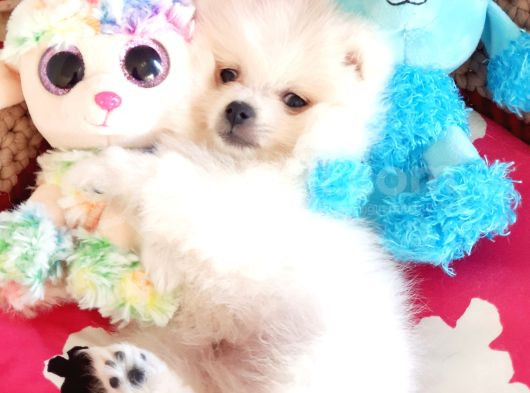 Secereli Teacup Pomeranian Yavrumuz