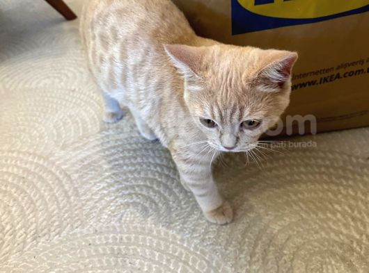 Biritish Shorthair Sarı Yavrumuz Ny11 Ücretsiz Sahiplendirme görsel