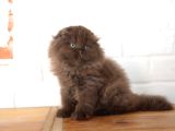 Bebek Yüzlü Top Kafa Scottish Fold
