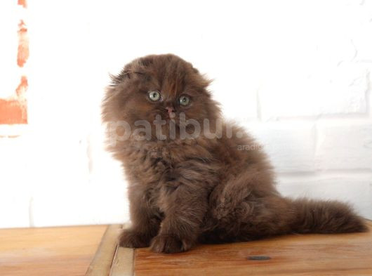 Bebek Yüzlü Top Kafa Scottish Fold görsel