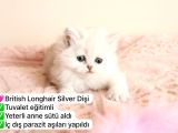 Süper Renkli Müthiş Kediler