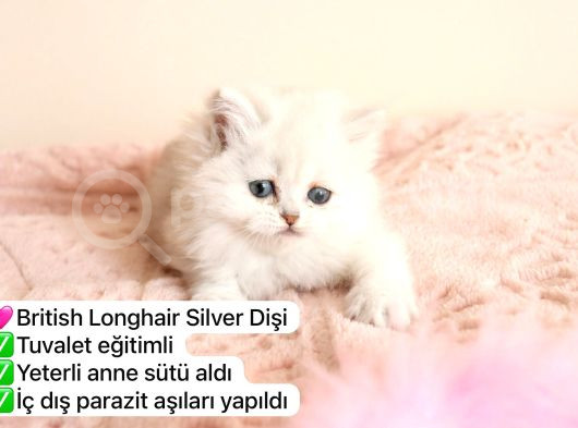 Süper Renkli Müthiş Kediler görsel