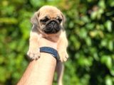 Piyasanın Altında Pug Dişiler