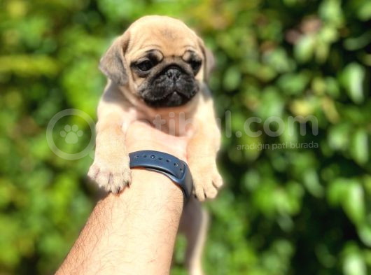 Piyasanın Altında Pug Dişiler görsel