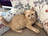Biritish shorthair sarı Yavrumuz NY11 Ücretsiz Sahiplendirme