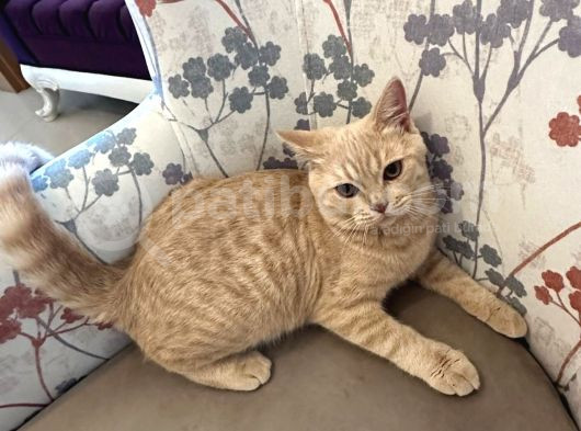 Biritish Shorthair Sarı Yavrumuz Ny11 Ücretsiz Sahiplendirme