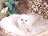 Bebek Yüzlü Top Kafa Scottish Fold