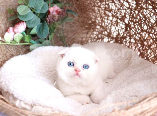 Bebek Yüzlü Top Kafa Scottish Fold görsel