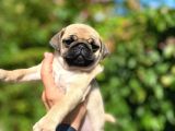 Piyasanın altında pug dişiler
