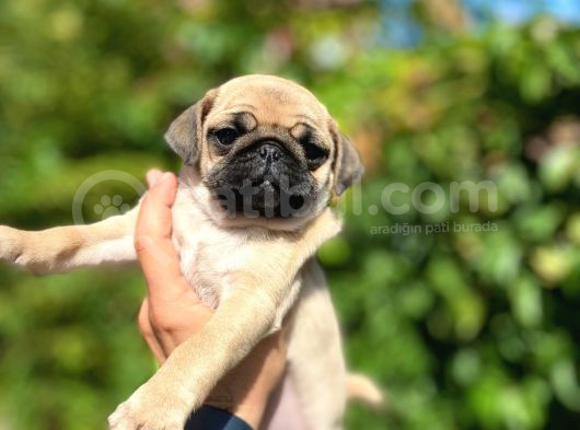 Piyasanın Altında Pug Dişiler