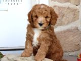 Tooy Poodle Cinsi Kıpkırmızı Red Mini Boy 