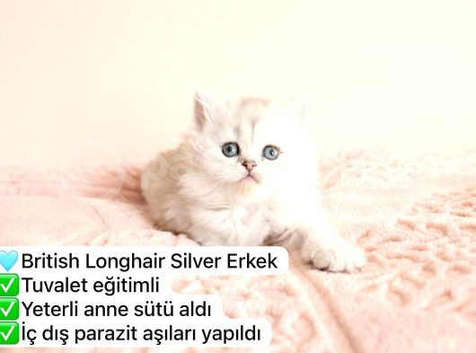 Süper Renkli Müthiş Kediler görsel