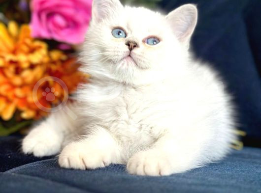 Yavru Kedi