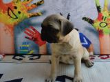 Orjinal Pug Yavrular 0 Burun Kısa Bacak Gül Kuyruk