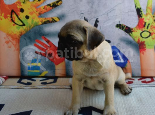 Orjinal Pug Yavrular 0 Burun Kısa Bacak Gül Kuyruk görsel