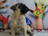 Orjinal Pug Yavrular 0 Burun Kısa Bacak Gül Kuyruk