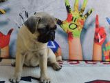 Orjinal Pug Yavrular 0 Burun Kısa Bacak Gül Kuyruk