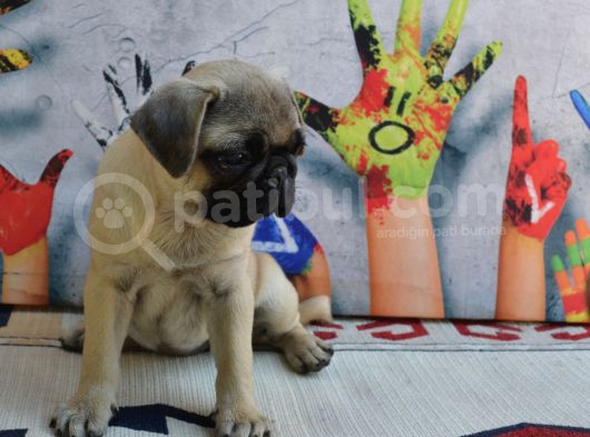 Orjinal Pug Yavrular 0 Burun Kısa Bacak Gül Kuyruk görsel