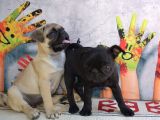 Orjinal pug yavrular 0 burun kısa bacak gül kuyruk