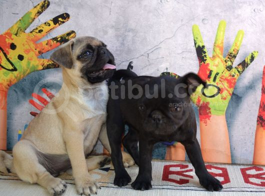 Orjinal Pug Yavrular 0 Burun Kısa Bacak Gül Kuyruk