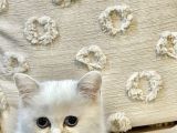 Yavru Kedi