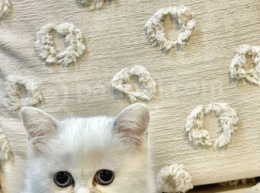 Yavru Kedi görsel