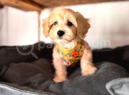 Tüy Dökmez Akıllı Secereli Maltipoo Yavrularımız görsel