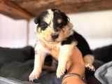 En Zeki Irk Border Collie Yavrularımız