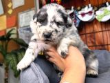 En zeki ırk Border Collie yavrularımız