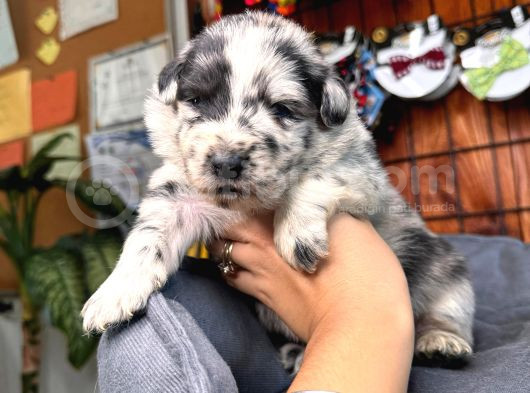 En Zeki Irk Border Collie Yavrularımız