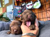 Siyah Ve Çikolata Renk Labrador Retriever Yavrularımız