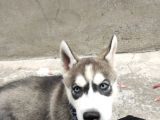 2Aylık Anneden Yeni Ayrılmış Orjinal Husky