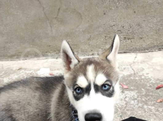 2Aylık Anneden Yeni Ayrılmış Orjinal Husky görsel