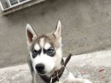2Aylık Anneden Yeni Ayrılmış Orjinal Husky