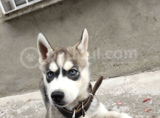 2Aylık Anneden Yeni Ayrılmış Orjinal Husky görsel