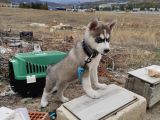 2Aylık Anneden Yeni Ayrılmış Orjinal Husky